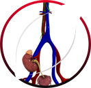Renal Transplant & Vascular Access