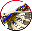 Thoracic Outlet Surgery